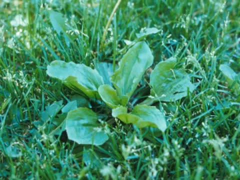 Broadleaf Plantain