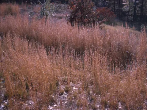 Broomsedge