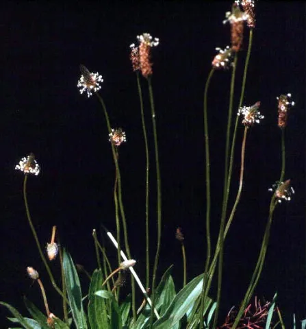 Buckhorn Plantain