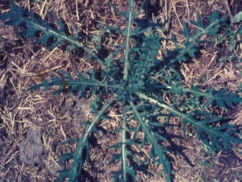 Bull Thistle
