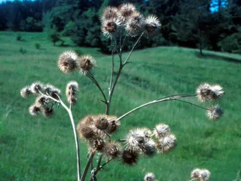 Burdock
