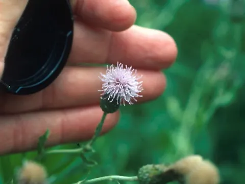 Canada Thistle Flower