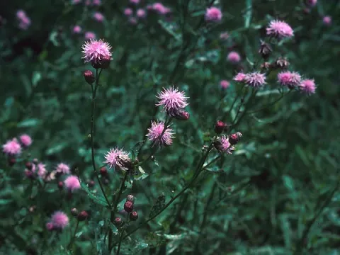 Canada Thistle