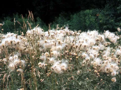 Canada Thistle Seed Heads