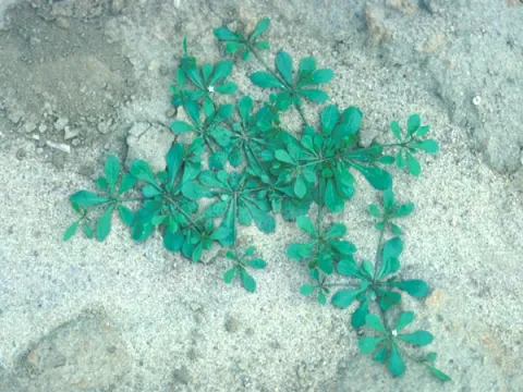 Carpetweed