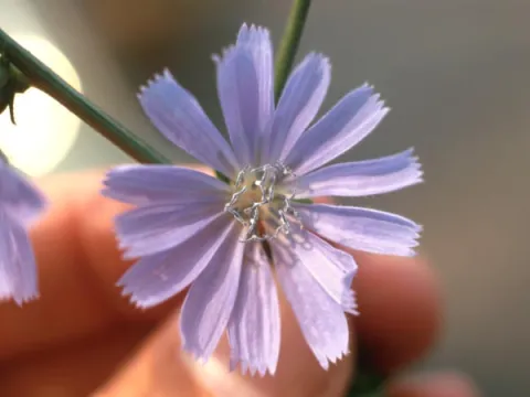 Chicory Flower