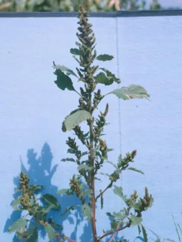 Common Pigweed