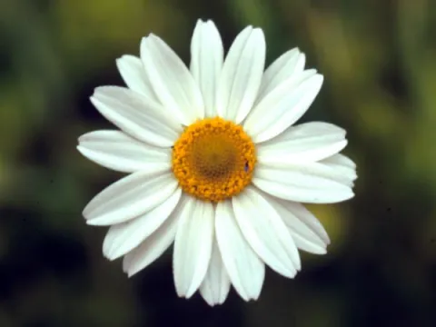 Corn Chamomile Flower