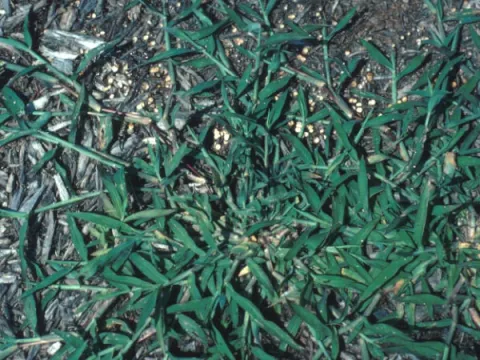 Crabgrass