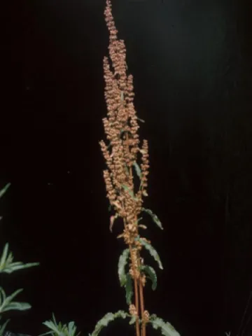 Curled Dock Capsules