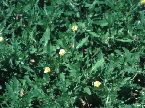 Cut-Leaved Evening Primrose