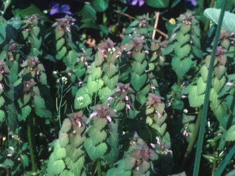 Deadnettle