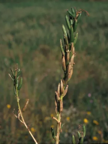 Evening Primrose Seed Capsules
