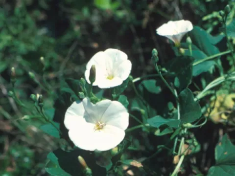 Field Bindweed Flower