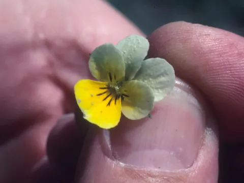 Field Pansy