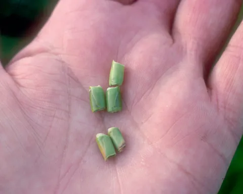 Eastern Gamma-grass Close-Up