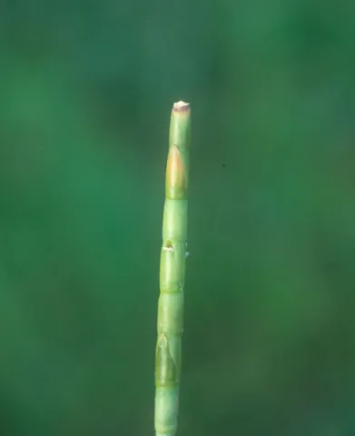Eastern Gamma-grass
