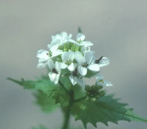 Garlic Mustard Flower