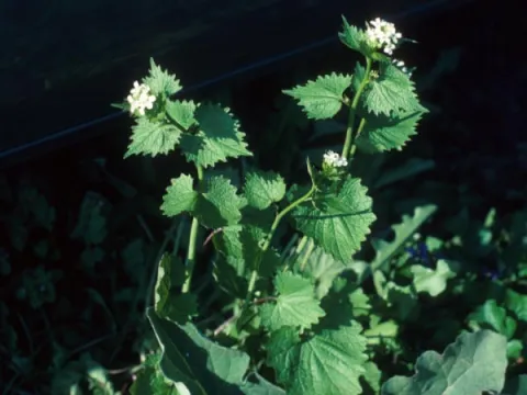 Garlic Mustard