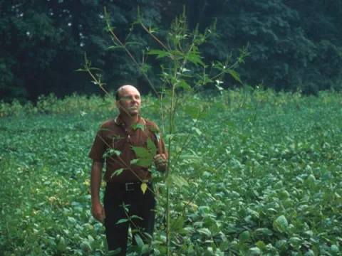Giant Ragweed in Field