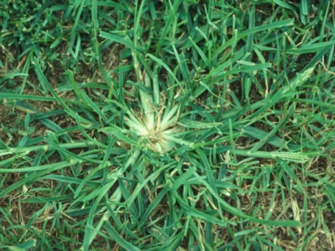 Goosegrass