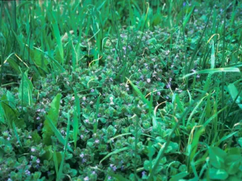 Ground Ivy Flowers