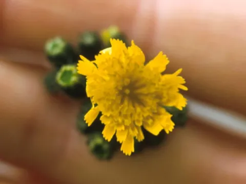 Hawkweed Flower