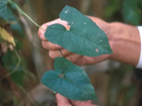 Hedge Bindweed
