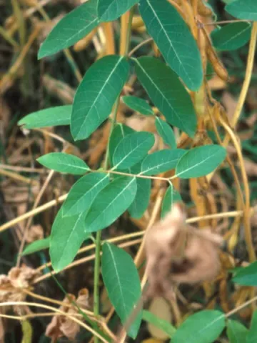 Hemp Dogbane