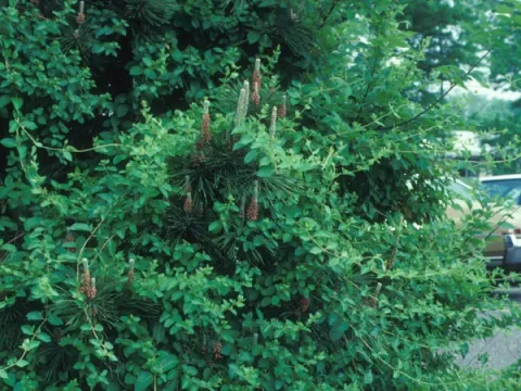 Honeysuckle in Pine