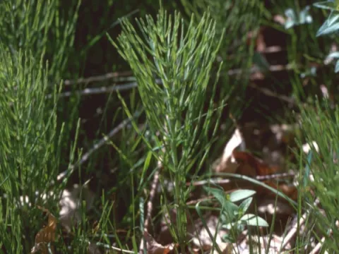 Horsetail