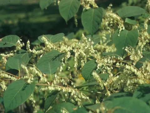 Japanese Knotweed