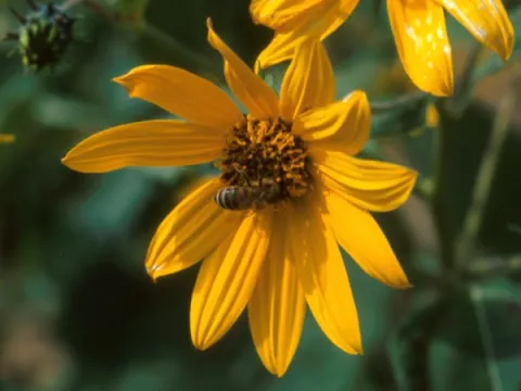 Jerusalem Artichoke Flower