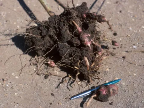 Jerusalem Artichoke Tuber