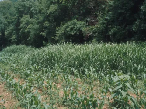 Johnson Grass in Corn
