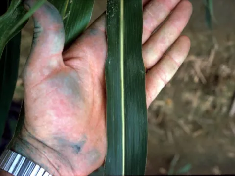 Leaf of Johnson Grass