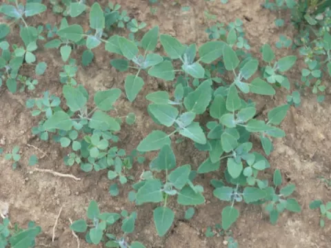 Lambsquarters
