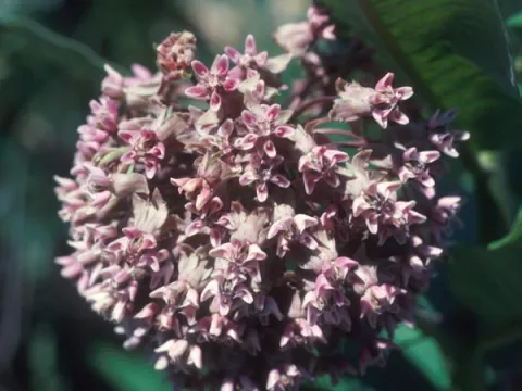 Milkweed