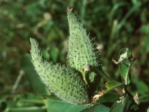Milkweed Seed Pods
