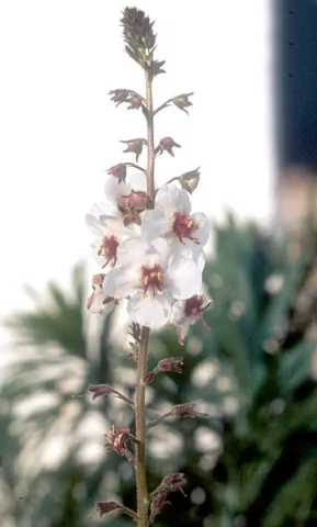 Moth Mullein