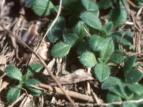 Mouse-Ear Chickweed