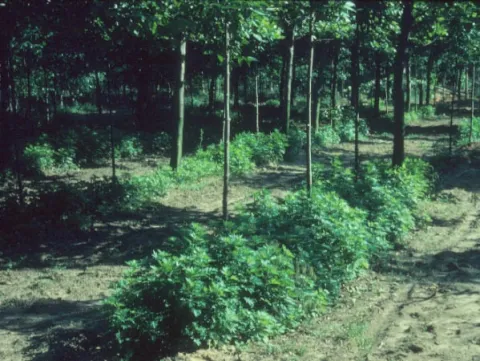 Mugwort in Shade Trees