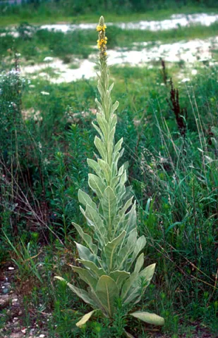 Common Mullein, second year growth