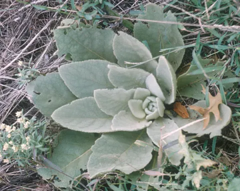 Common Mullein, first year growth