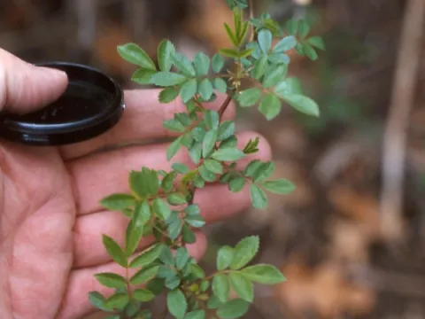 Multiflora Rose Foliage