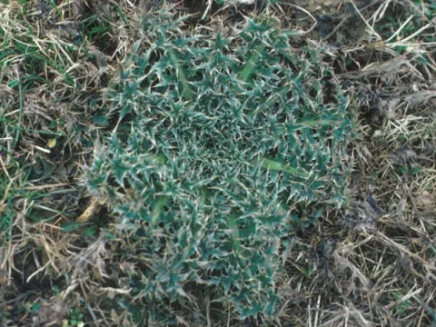 Musk Thistle Rosette