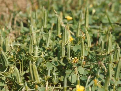 Oxalis With Capsules