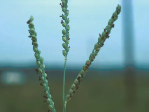 Paspalum Seed Head
