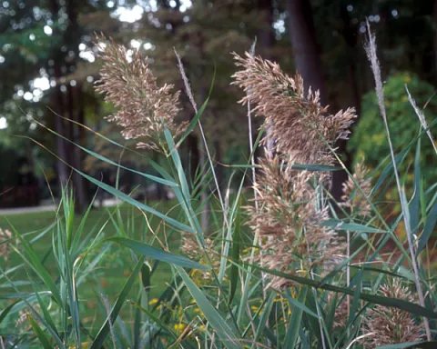 Common Reed