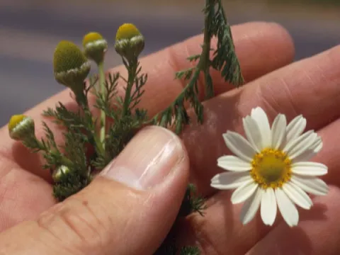 Comparison of Pineapple Weed and Corn Chamomile Flowers